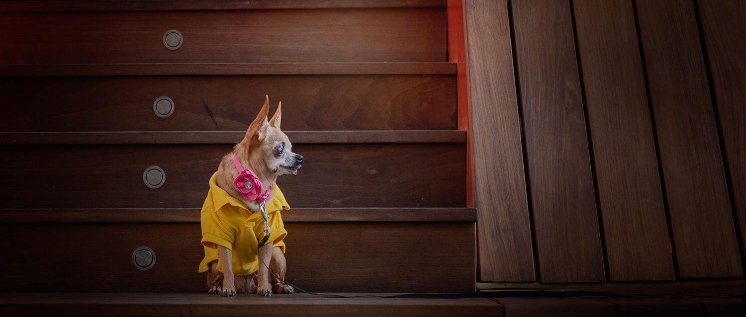 A small Chihuahua dog stands on wooden steps looking to her left.