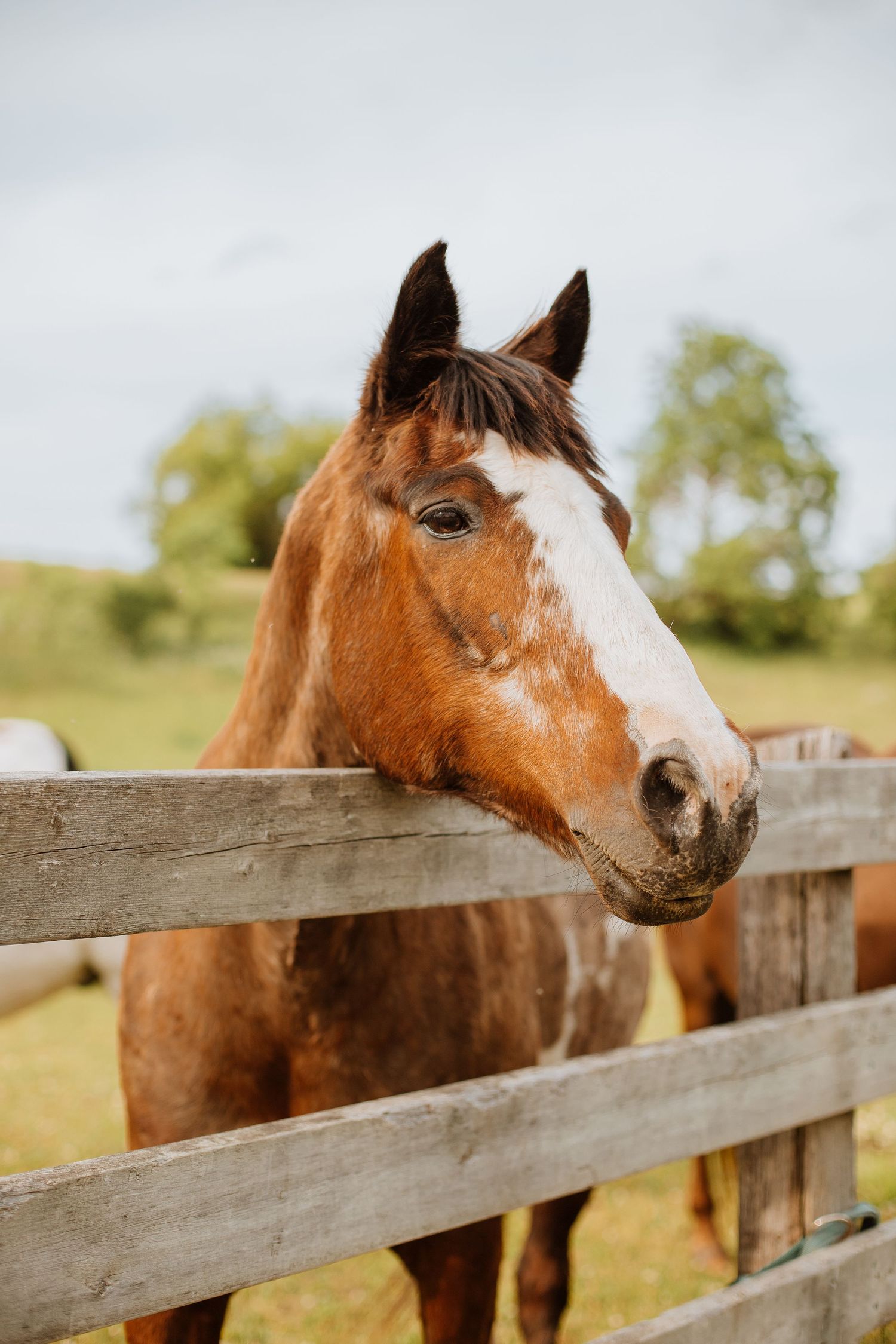 animal photography