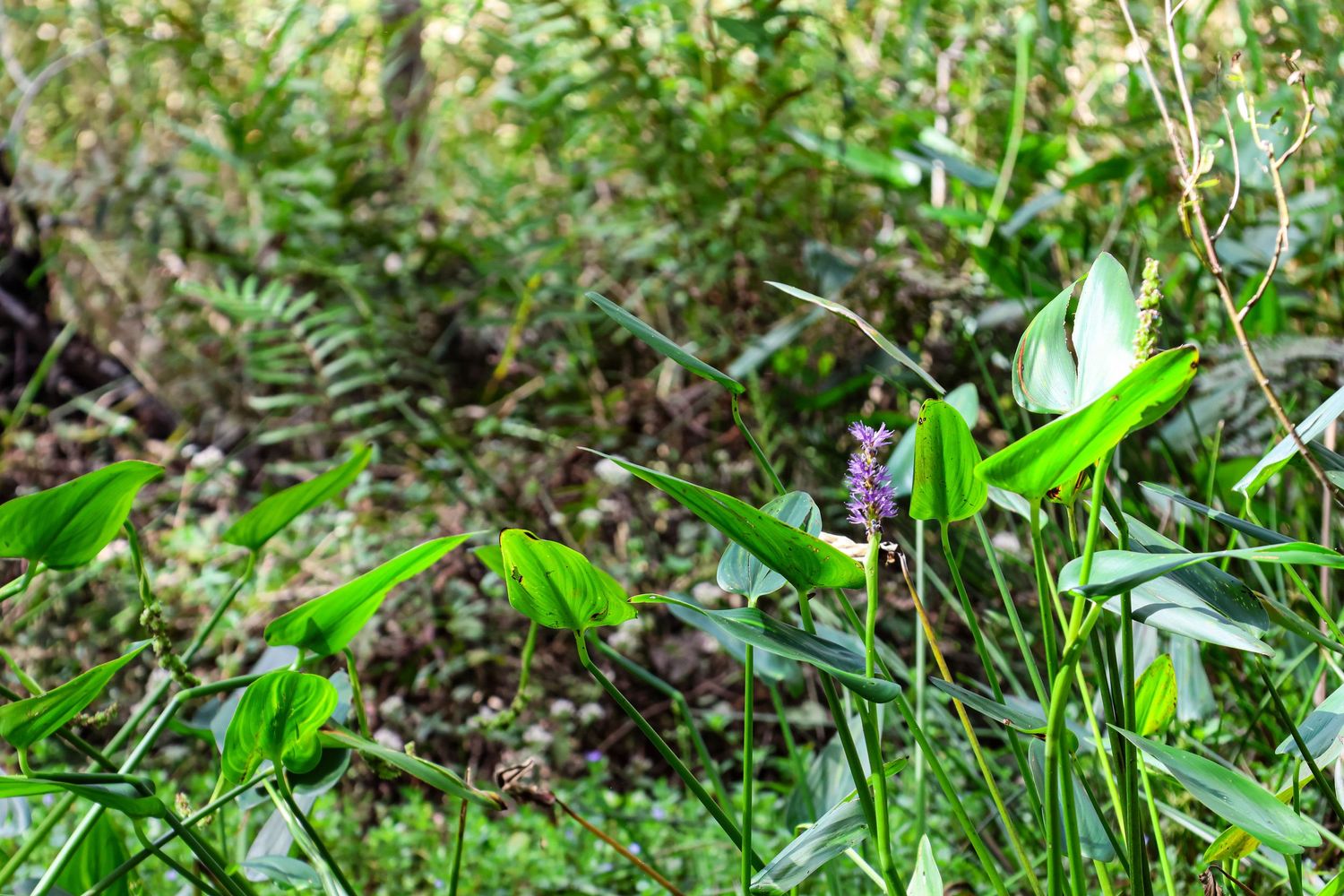A lush green forest floor covered in vibrant ferns and small plants growing in dappled sunlight.