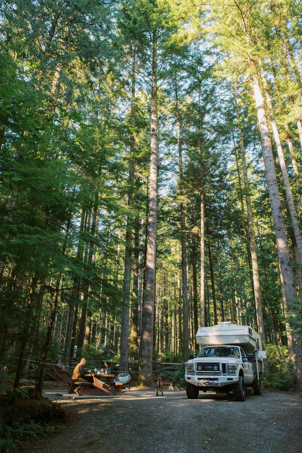 Truck with camper parked in a serene forest campsite surrounded by tall evergreen trees in golden afternoon light.