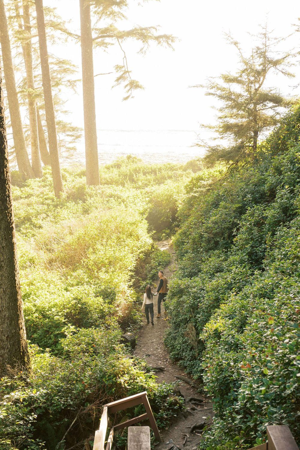 Scenic forest trail winding through lush greenery with sunlight filtering through tall trees.