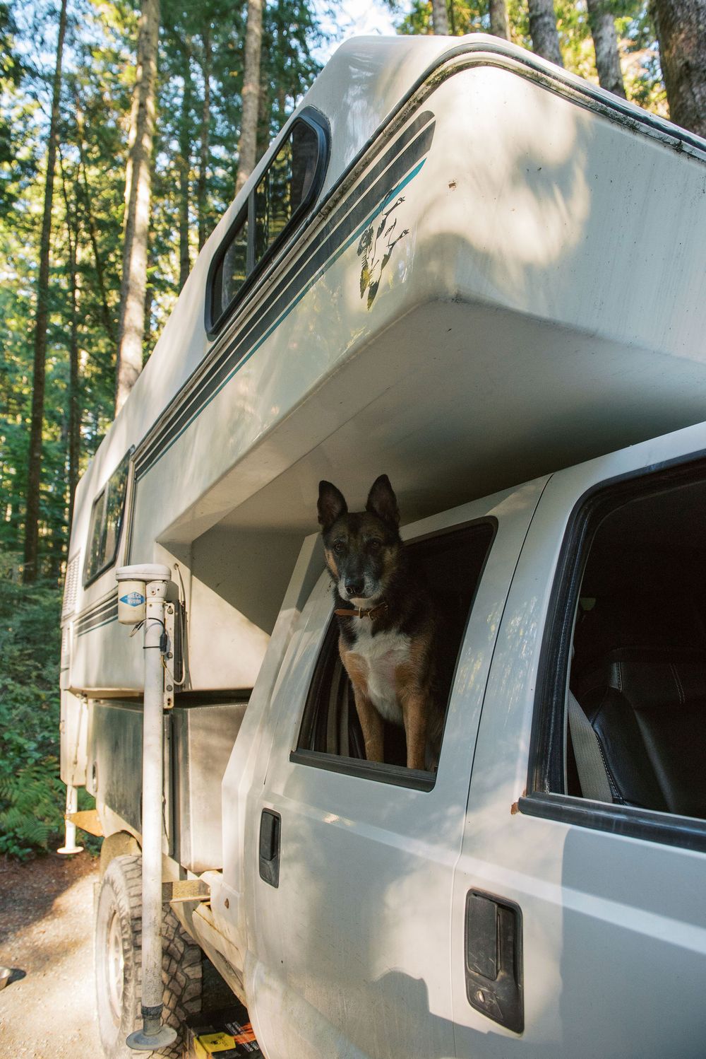 German Shepherd dog looking out through RV window while parked in a forested campground setting.