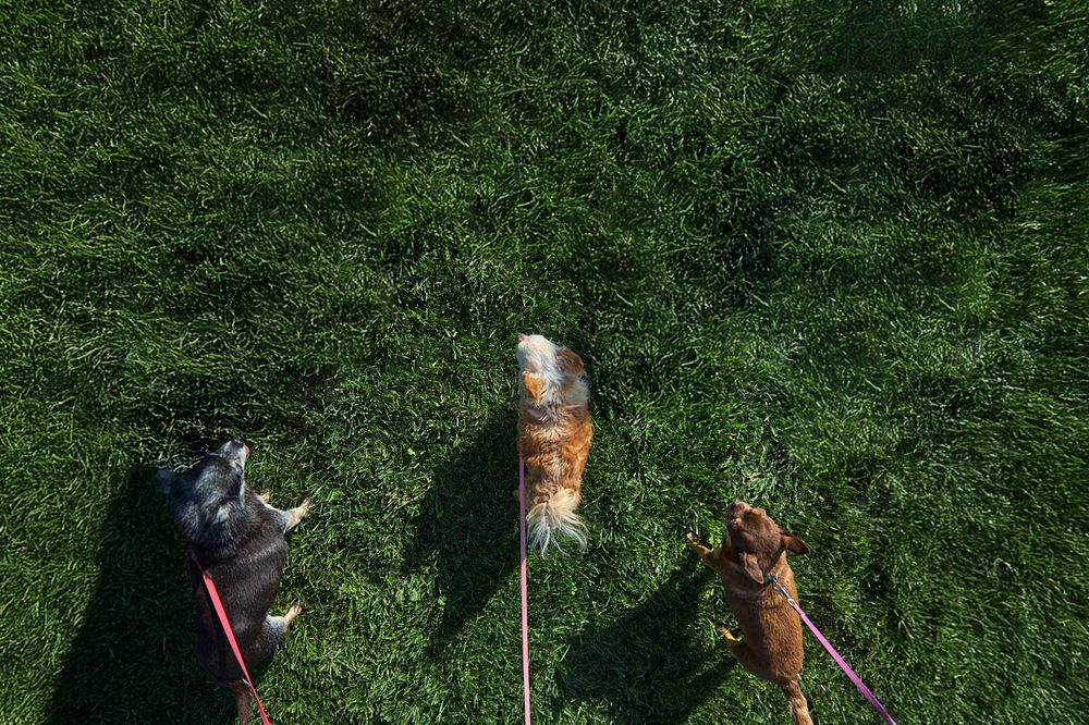 Dogs playing with toys scattered across a green lawn.