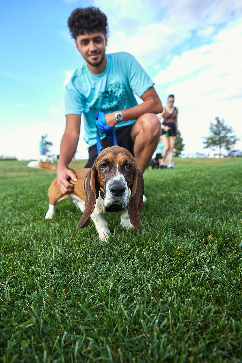 Beagle dog laying in green grass with blue sky in background.