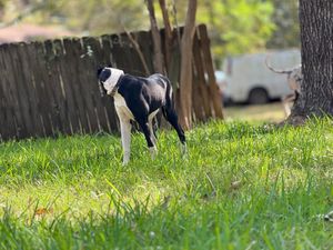 Black and white dog standing in a backyard with a wooden fence.