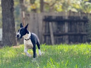 Dogs romping and socializing in a fenced backyard with grass and trees.
