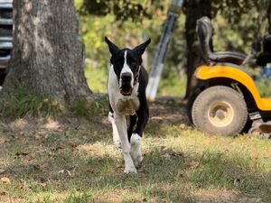 Black and white dog running on grass with yellow tractor in background.