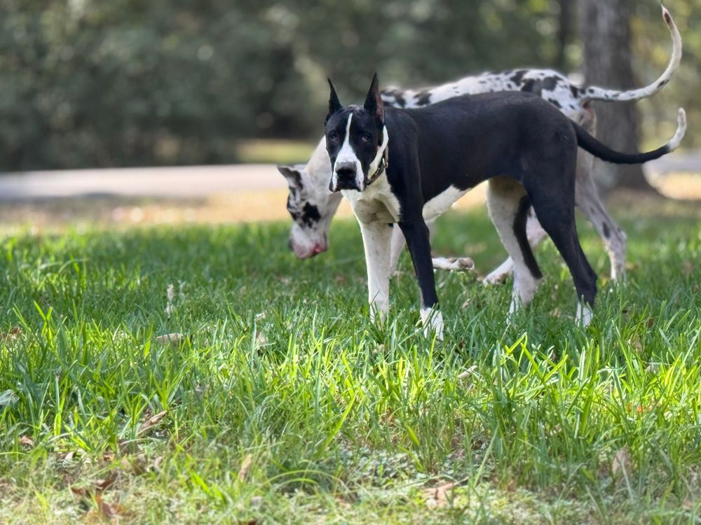 Two black and white dogs exploring together in green grass.