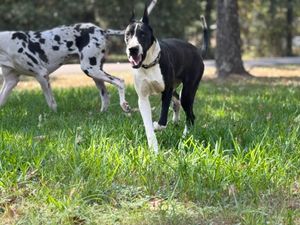 Two dogs, one black and white spotted and one black, playing together in a grassy yard.