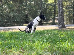 Dogs enjoying playtime together in a sunlit grassy field.