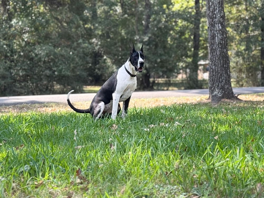 Black and white dogs playing on green grass near pine trees.