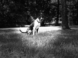 Black and white artistic photo of dogs playing in an outdoor setting.