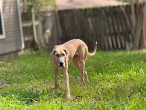 Tan Great Dane standing in green grass near residential building.