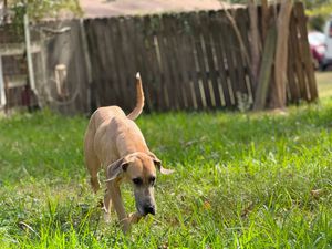 A fawn-colored Great Dane explores a grassy backyard with a wooden fence in the background.