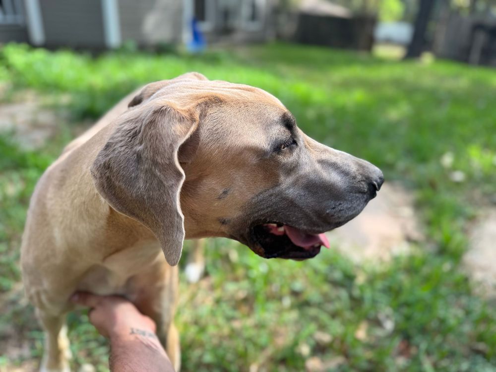 Side profile of a Great Dane's head showing its noble expression and fawn-colored coat.