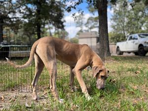 A large Great Dane dog sniffing the ground in a fenced yard with trees.