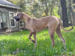 A tall tan Great Dane stands alert in a sunny backyard with green grass.