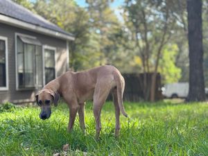 A Great Dane with a fawn coat sniffs the ground in a residential backyard setting.