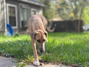 A fawn Great Dane walks along a concrete path bordered by green grass.