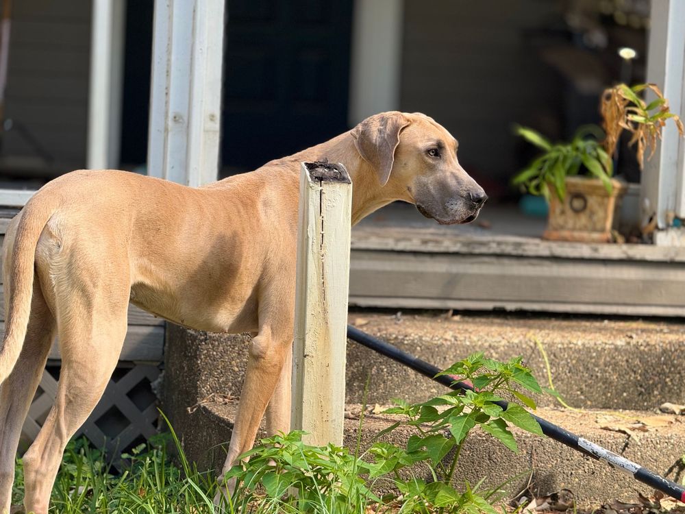 Fawn colored Great Dane standing by porch steps with plants.