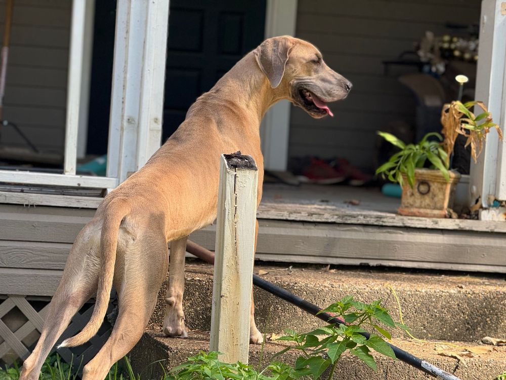 Tan Great Dane leaning against porch post near house entrance.