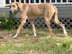 Fawn Great Dane walking gracefully across yard near house porch.