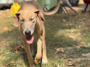 Tan Great Dane walking with tongue out in backyard setting.
