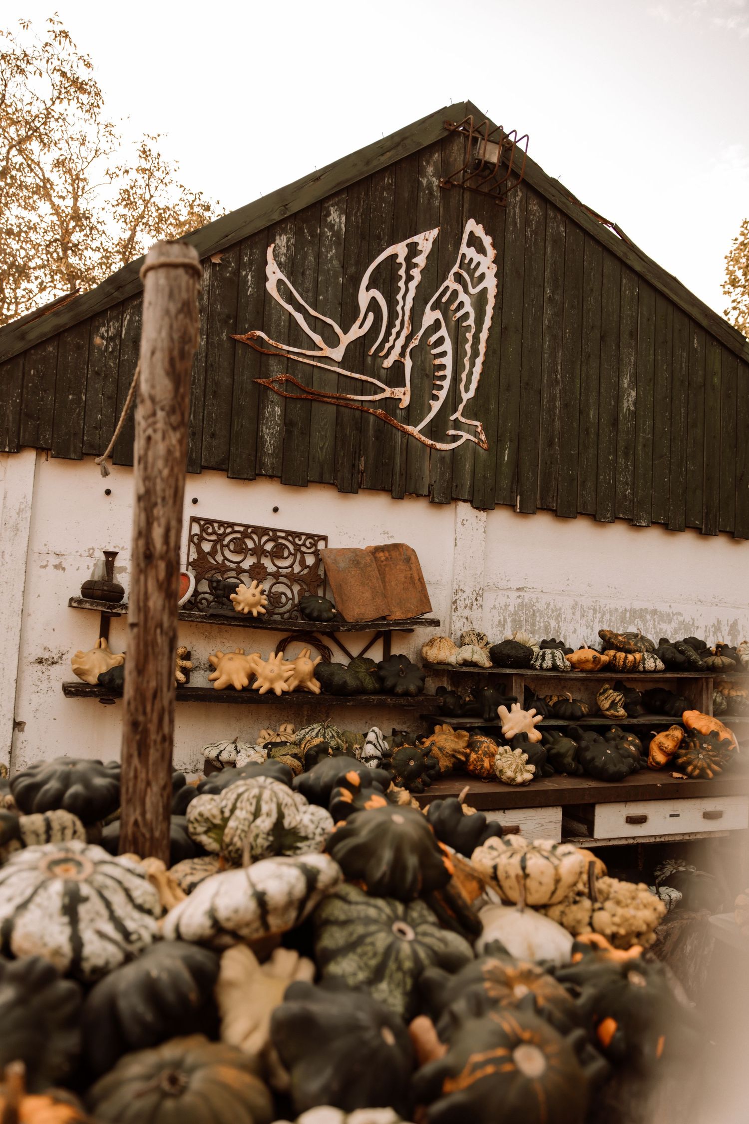Rustic barn display with assorted pumpkins and gourds arranged on wooden shelves.