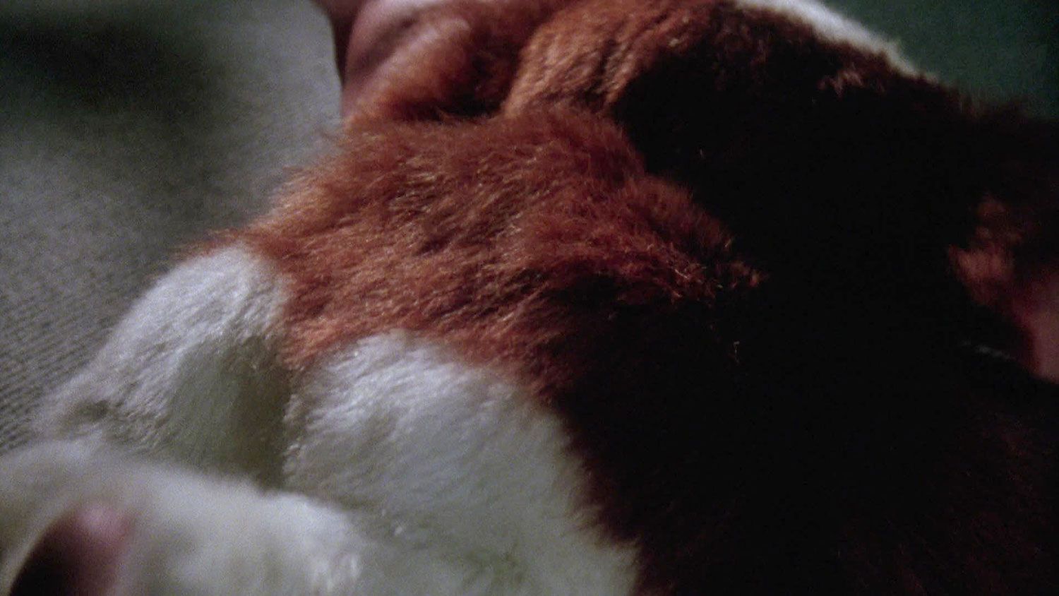 Screenshot from Gremlins 2 of Gizmo multiplying