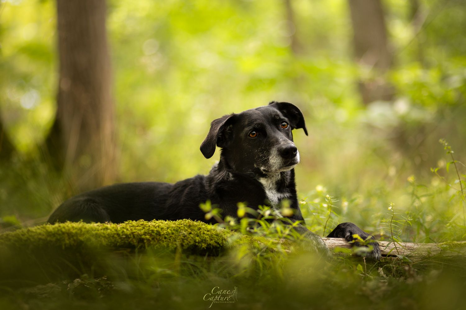 photo-chien-exterieur-tours-saint-malo-chloe-frigo