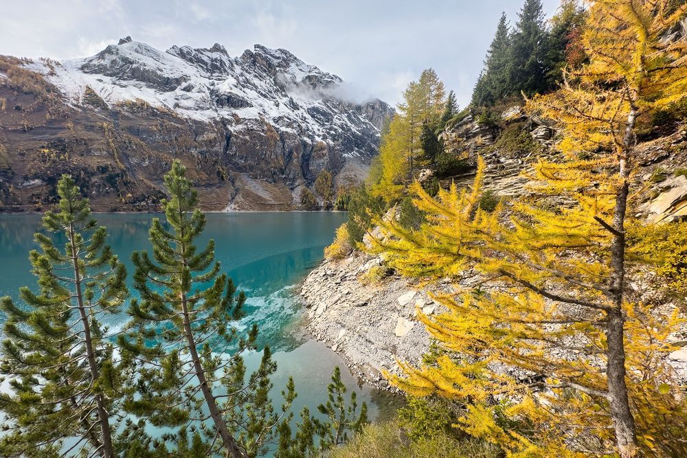 Snow-capped mountains tower over turquoise alpine lake with golden larch trees framing the scenic autumn landscape.