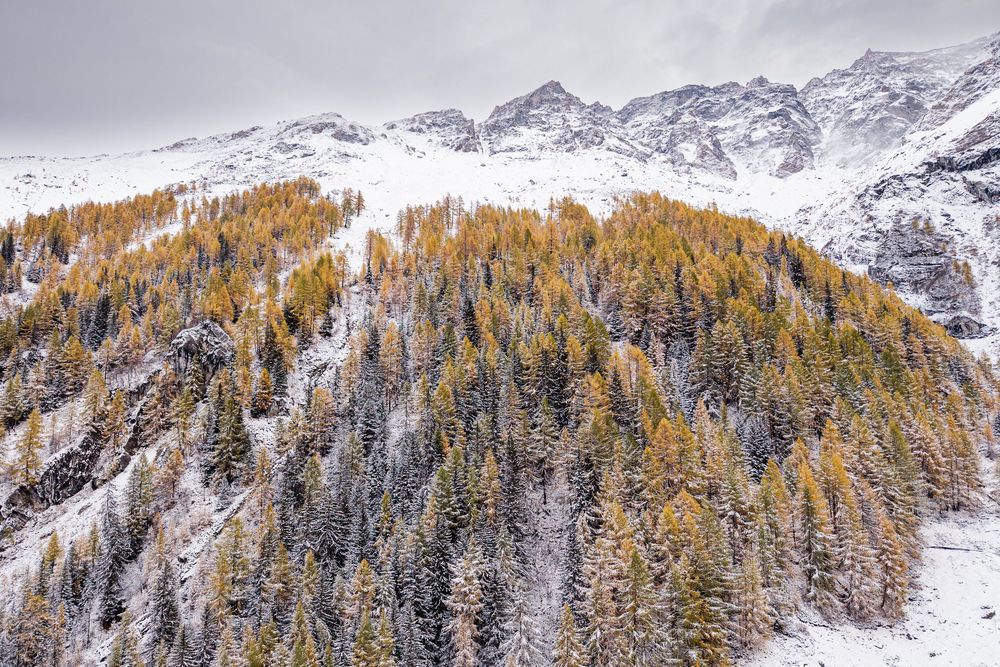 Snow-covered mountain peaks rise above a forest of evergreen and golden larch trees in an alpine winter landscape.