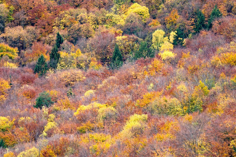 Scenic autumn mountainside with vibrant red, orange and yellow foliage covering the slopes in fall colors.