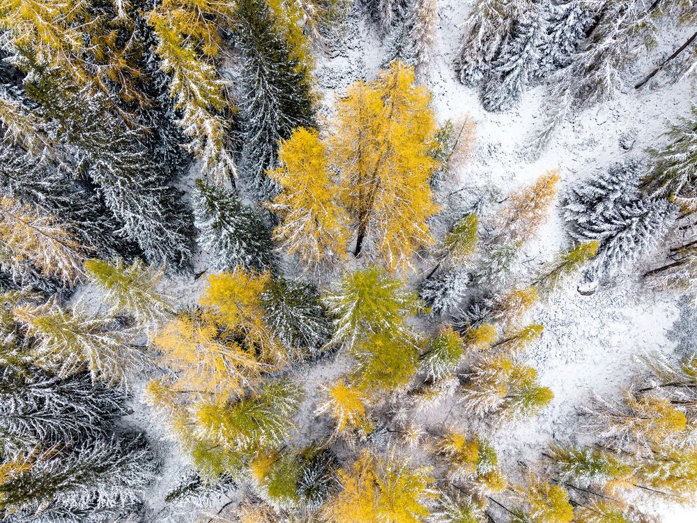 Aerial drone view of snow-dusted evergreen and yellow larch trees in an autumn winter forest landscape.