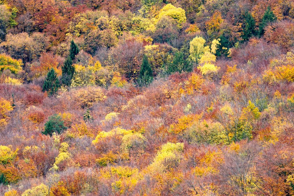 Vibrant autumn forest hillside displaying a colorful tapestry of red, orange, yellow, and green foliage.