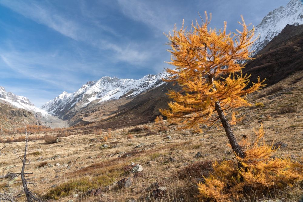 Golden larch tree in alpine valley with snow-capped mountains under blue sky in autumn.