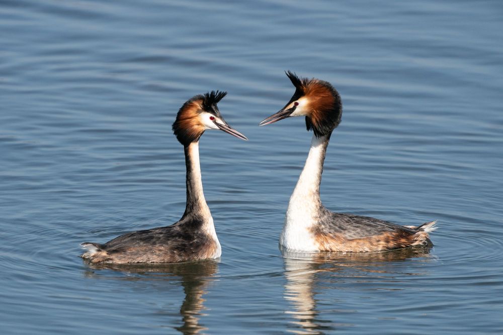 Great crested grebes swimming in calm blue water displaying courtship behavior.