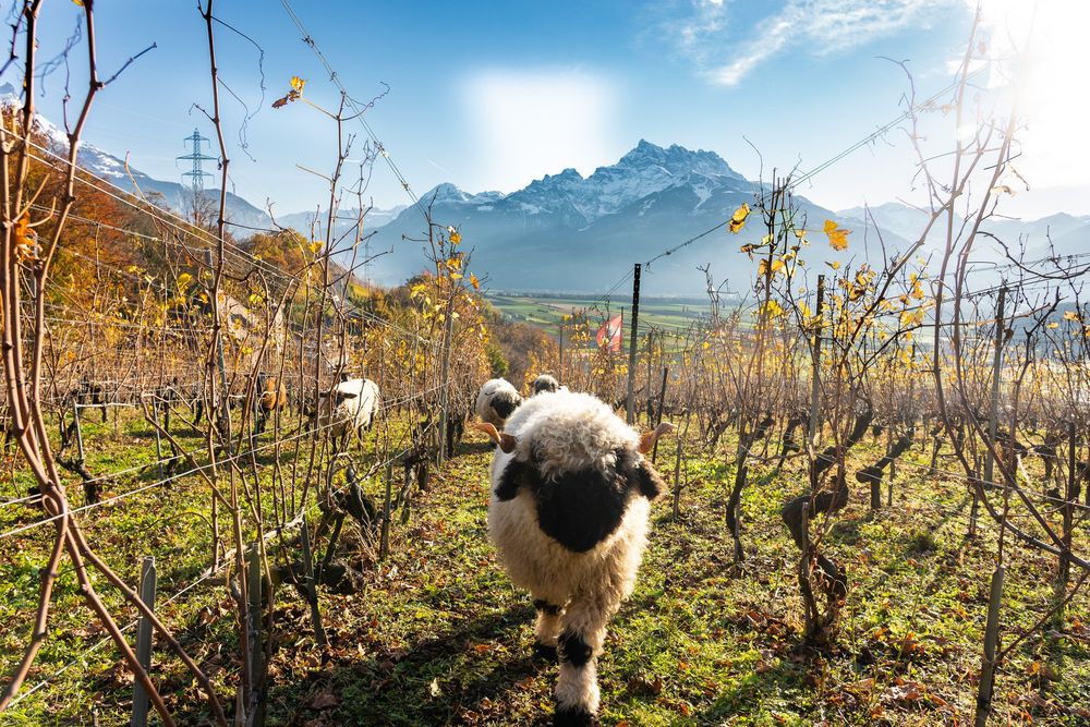 Scenic vineyard landscape with autumn foliage and mountain peaks in the background under blue skies.