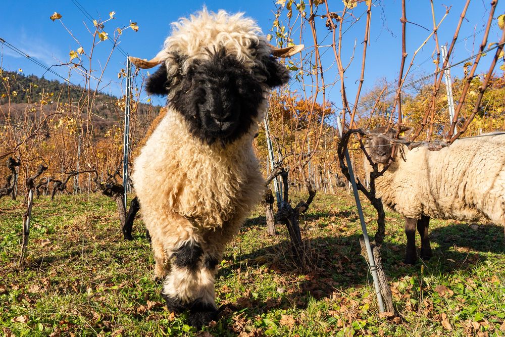 Fluffy Valais Blacknose sheep roaming between bare grapevines in a sunny autumn vineyard.