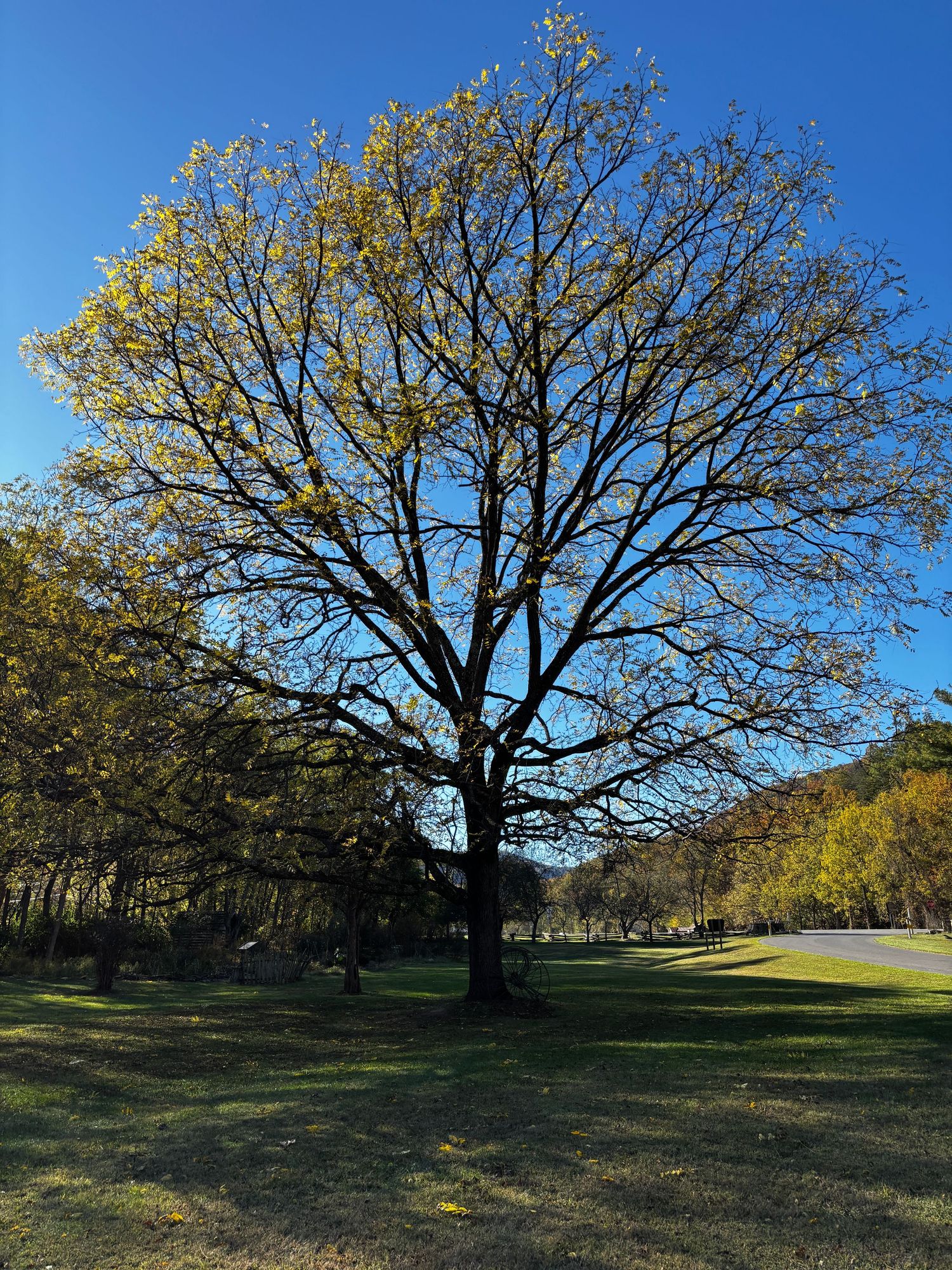 Maple Tree in Autumn near Seneca Rocks West Virginia