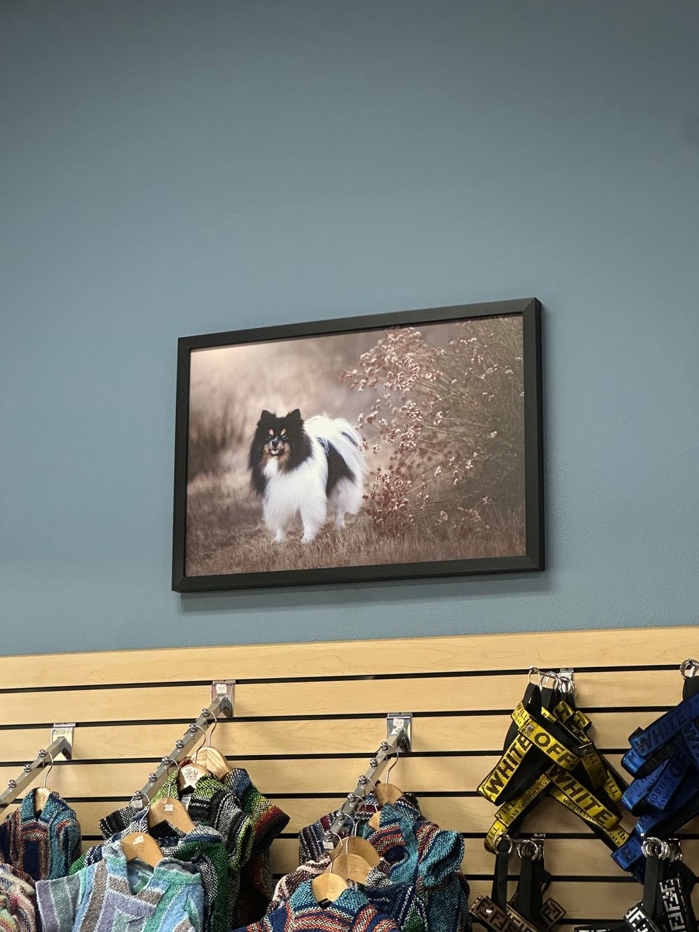 Retail display of colorful dog leashes and accessories hanging on slatwall with black and white dog artwork above.
