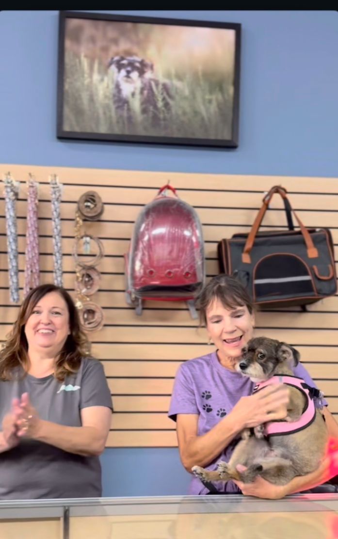 A series of photos showing people interacting with a small gray dog at what appears to be a pet store or adoption center.