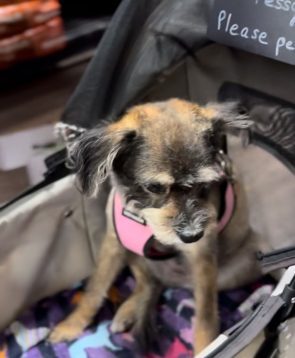 Small dog with fluffy fur rests on pink cushion while showing teeth in a playful grin.