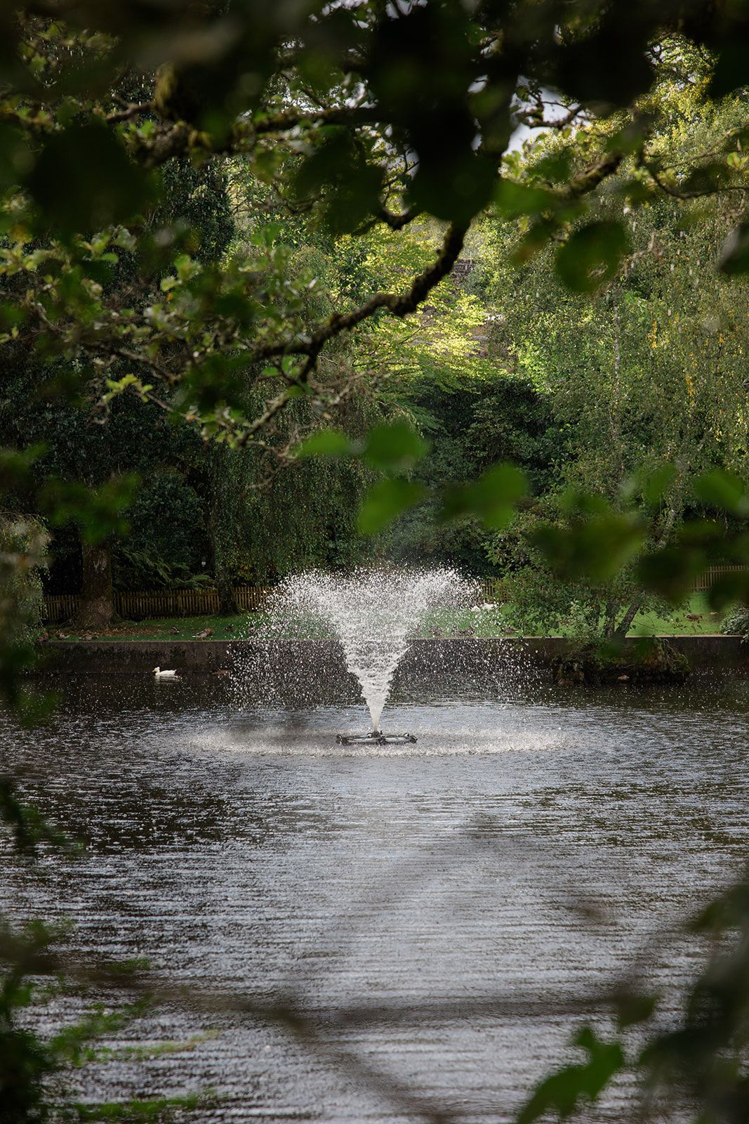 A fountain sprays water in a serene pond surrounded by lush green trees and vegetation.