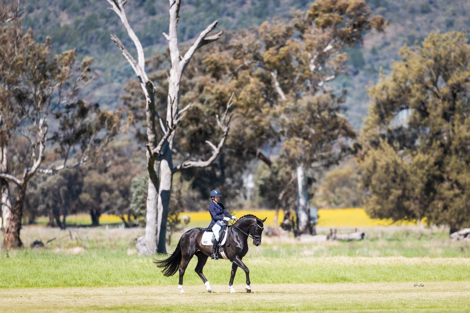 A sequence of seven photos shows a horse and rider performing a dressage routine in a grassy field with gum trees.