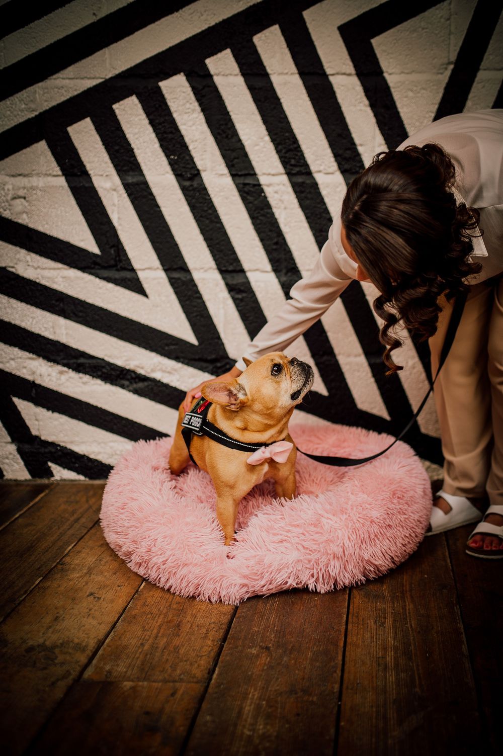 A small Chihuahua dog rests on a fluffy pink circular rug against a geometric black and white striped background.