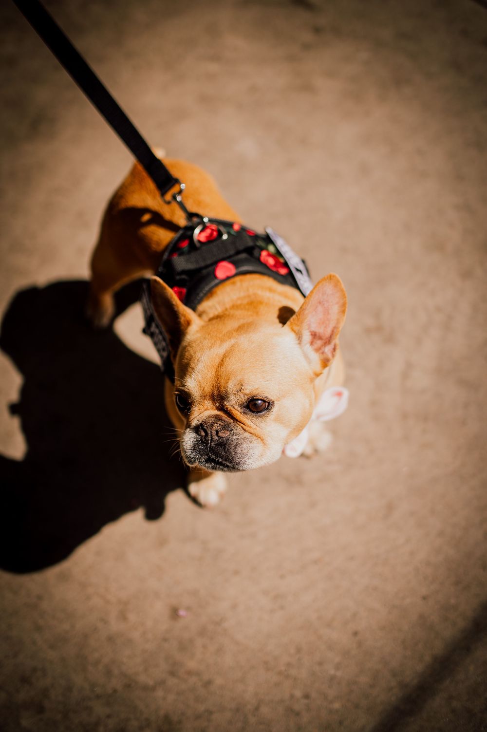 A series of four connected photos showing a French Bulldog on a leash casting a shadow on beige carpet.