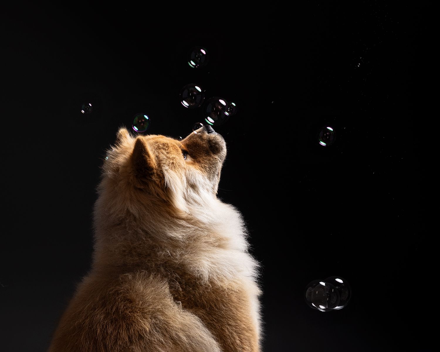 A fluffy Chow Chow dog looking up at floating soap bubbles against a dark black background.