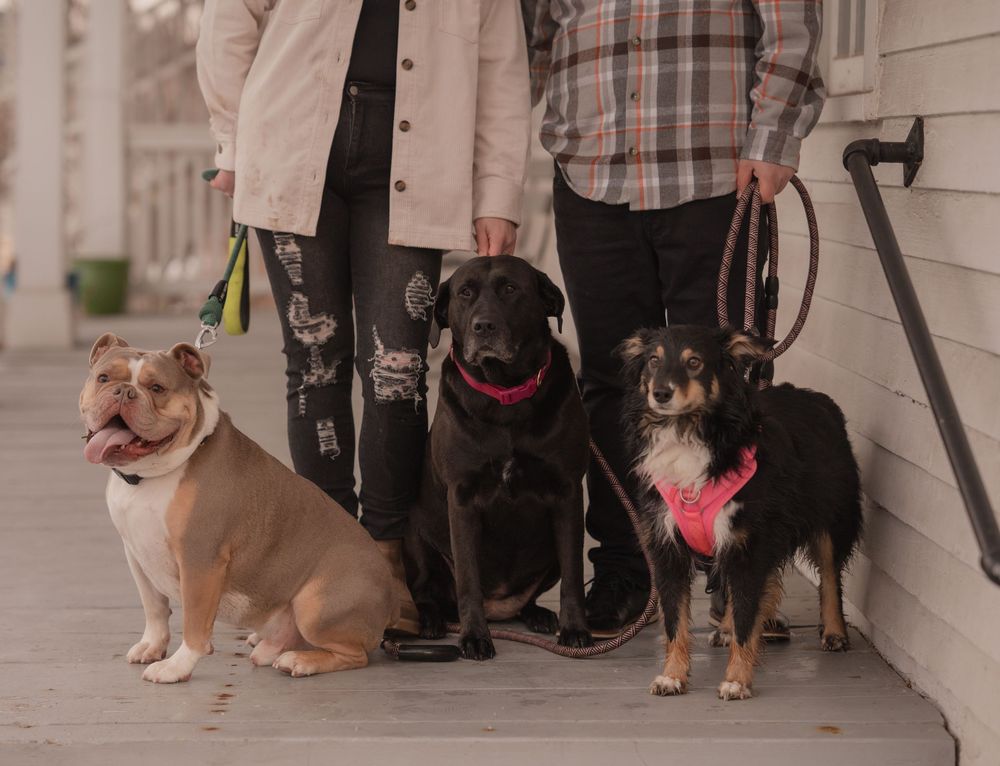 Dogs and their owners line up against a white wall during an outdoor training or obedience class.