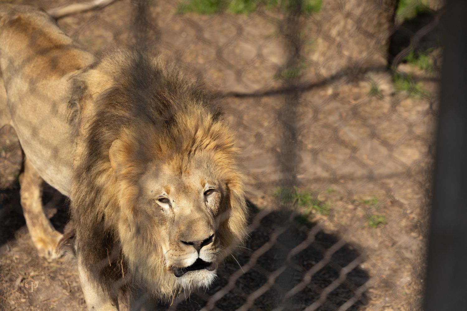 A majestic male lion with a thick mane rests on the ground in a natural habitat, showing its powerful profile.